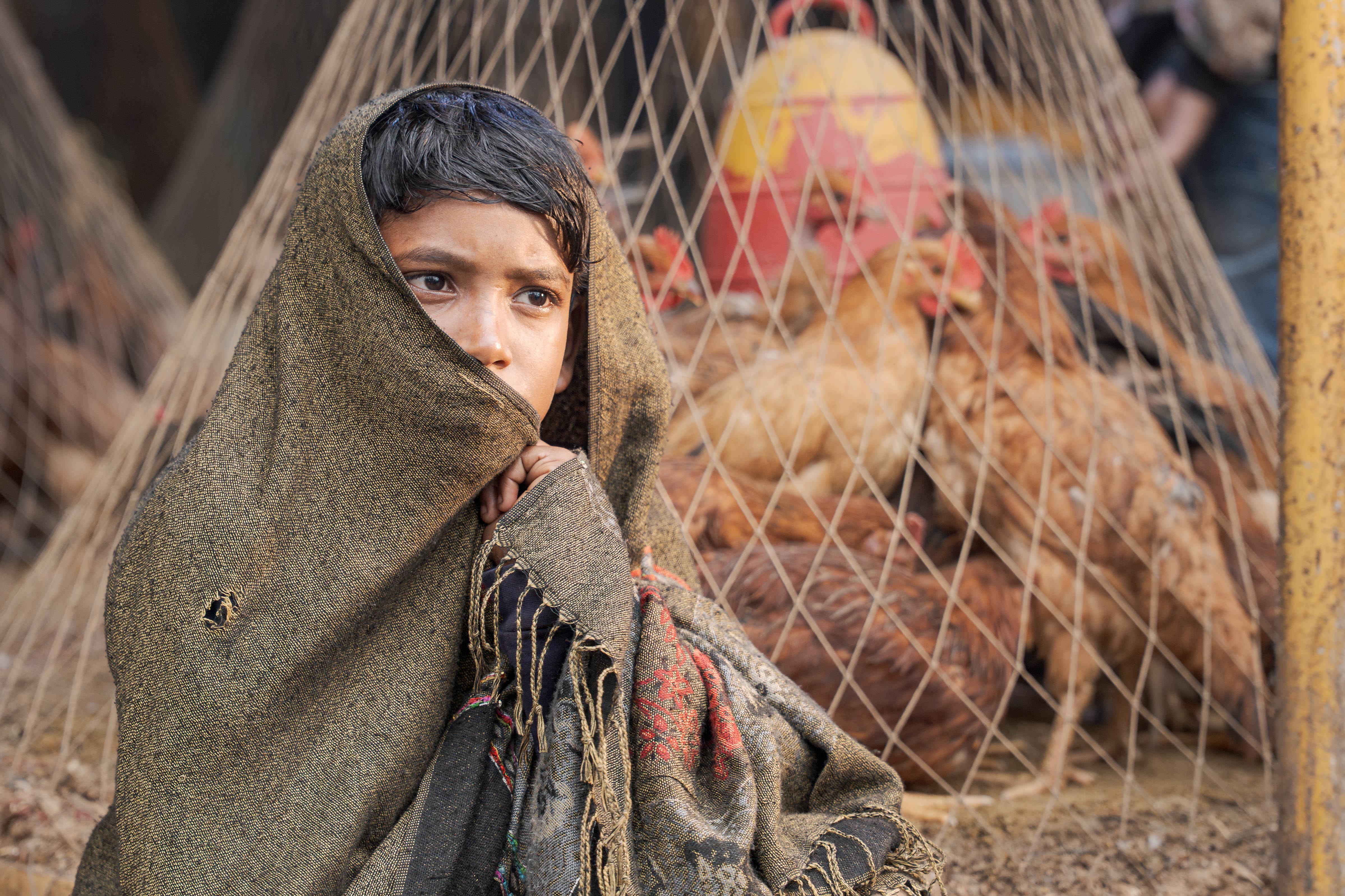 Poultry Market